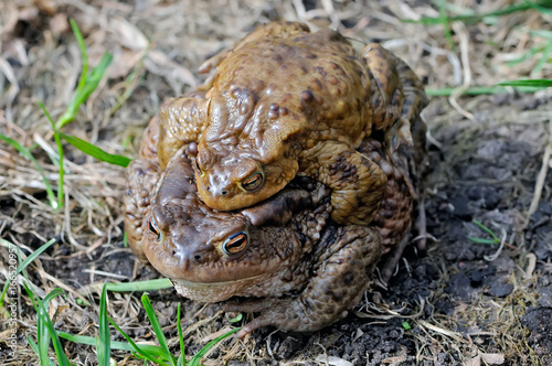 Mating couple of the common toad  Bufo bufo