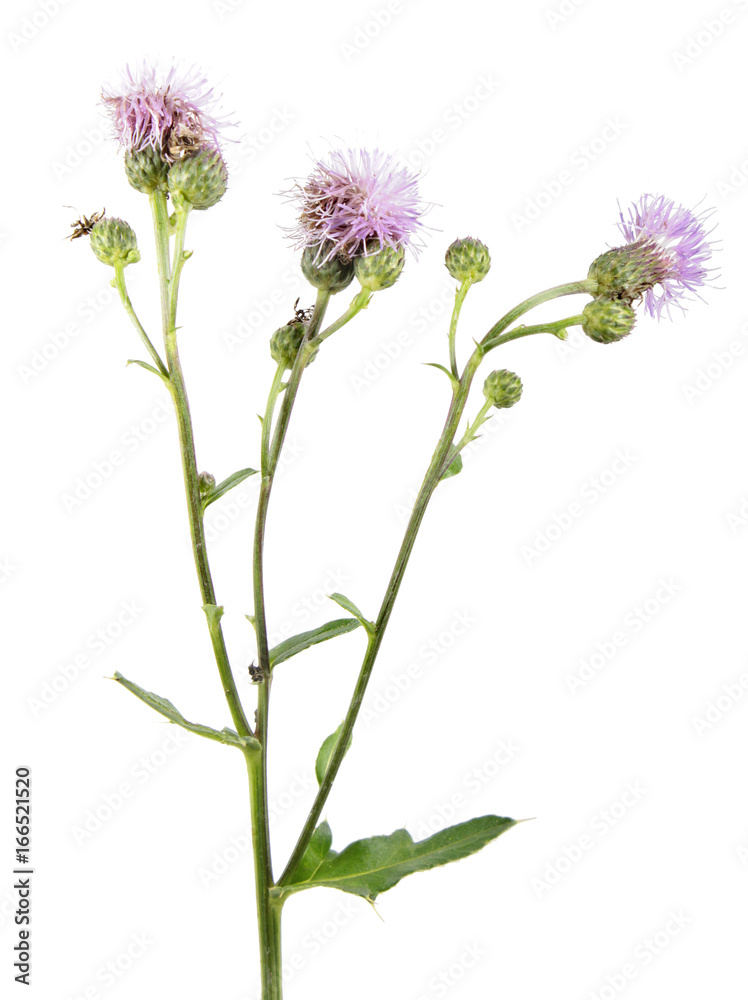 Creeping thistle (Cirsium arvense) flowers isolated on white background. Medicinal and invasive plant Creeping thistle (Cirsium arvense) flowers isolated on white background. Medicinal and invasive plant