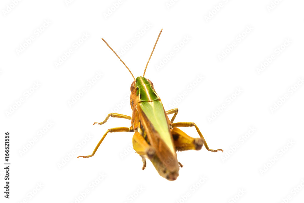 Fototapeta premium Grasshopper on a white background