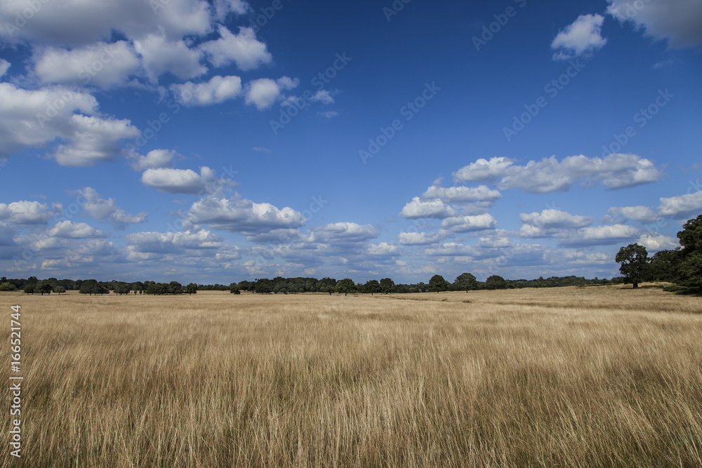Wild wheat field - Richmond Park - London Wild wheat field - Richmond Park - London