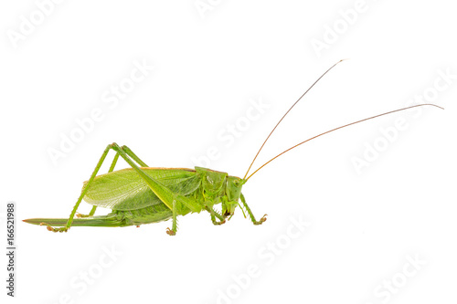 Green grasshopper on a white background