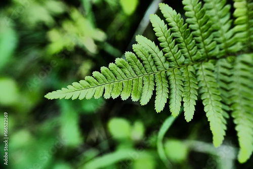 Organic pattern of fern plant