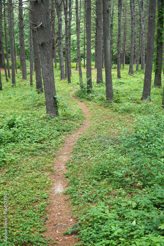 winding trail pathway inside green woods
