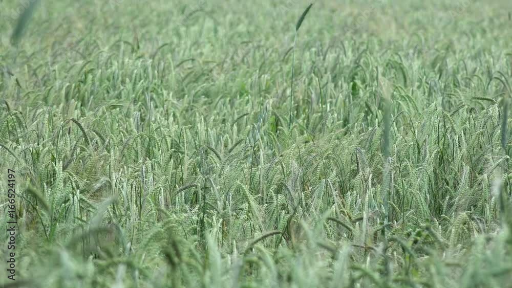 Green Spring Wheat Field, Agriculture Green Spring Wheat Field, Agriculture