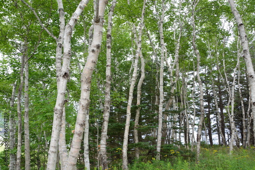 White Birch