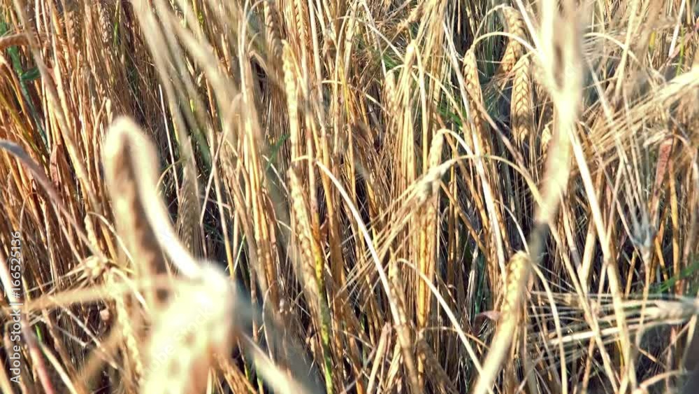 POV Walking in Wheat, Running in Harvest Field POV Walking in Wheat, Running in Harvest Field