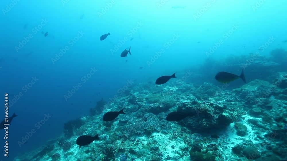 POV, swimming through South Maldives reef POV, swimming through South Maldives reef
