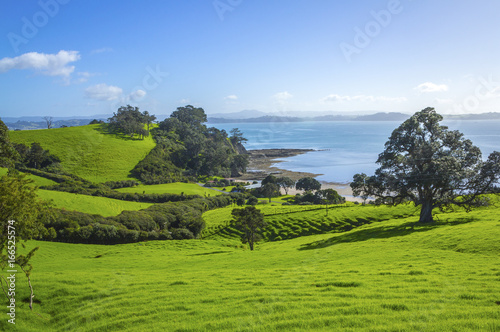 Green Pasture at Scandrett Beach Auckland New Zealand  Regional Park