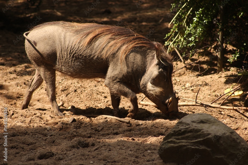 Fototapeta premium Warzenschwein