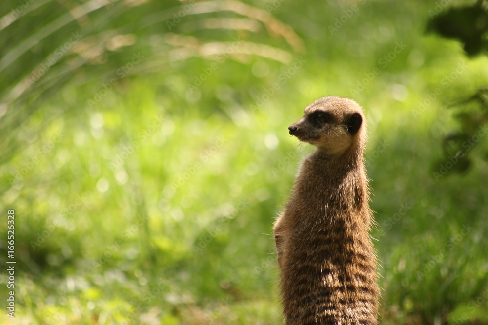 Fototapeta premium Erdmännchen