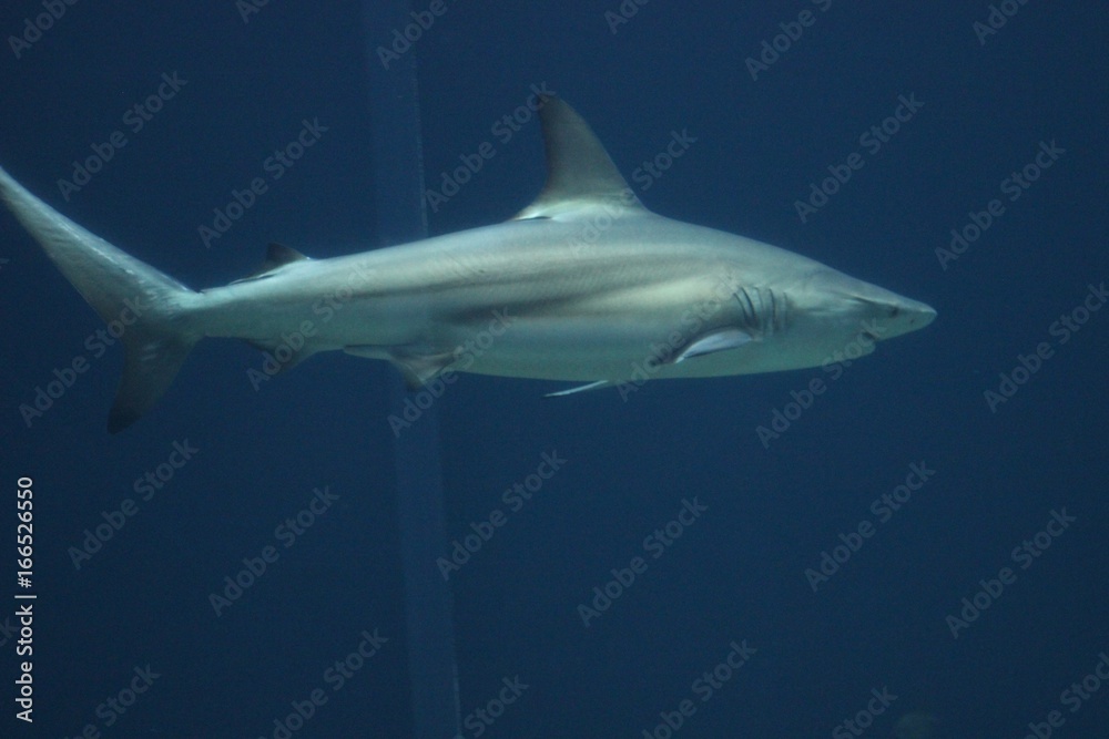 Fische Fische