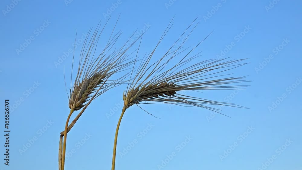 Golden wheat ear swing on blue background sky Golden wheat ear swing on blue background sky