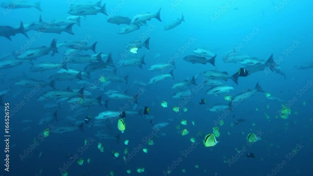 Groups of fish swim in open ocean, POV Groups of fish swim in open ocean, POV