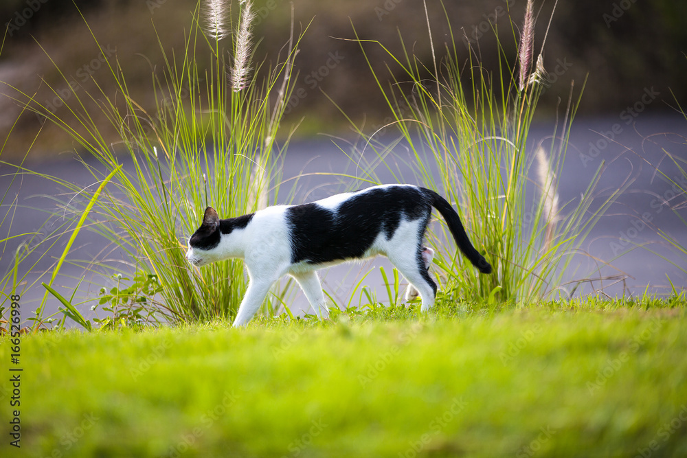 Cat in white and black color climb and walk in garden Cat in white and black color climb and walk in garden