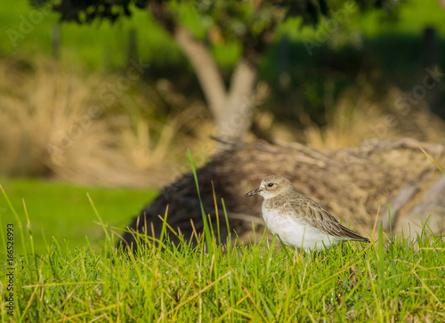 New Zealand Dotterel Bird at Scandrett Beach Auckland New Zealand; Wildlife at Regional Park photo