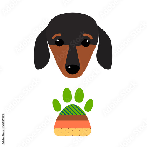 Little dachshund puppy head purebred mammal sweet dog young pedigreed animal breed vector illustration