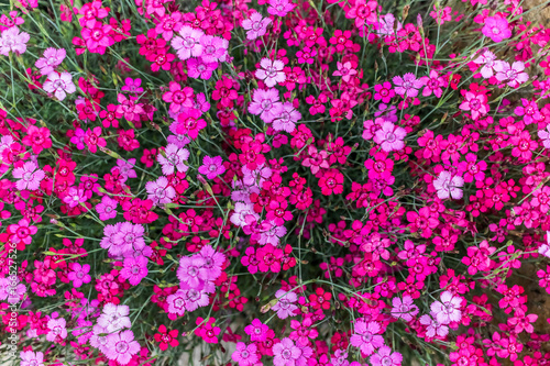 Pink Flowers