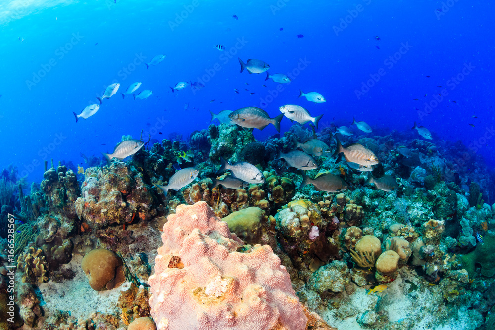 Fototapeta premium Colorful tropical fish on a coral reef