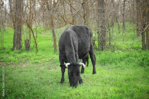 Konstfotografi Black cow grazing on lawn with green grass