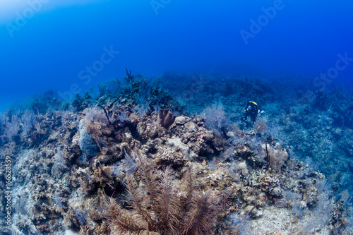 Rebreather SCUBA diver exploring a deep coral wall in a tropical ocean