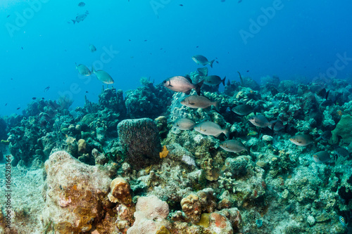 Tropical Fish on a Coral Reef