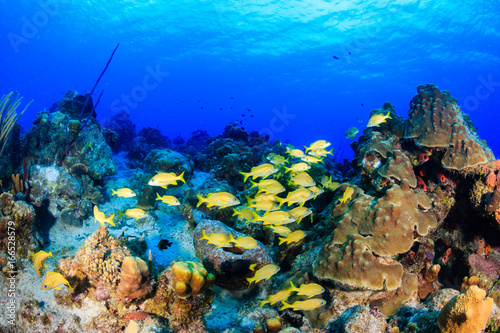 Colorful tropical fish on a coral reef