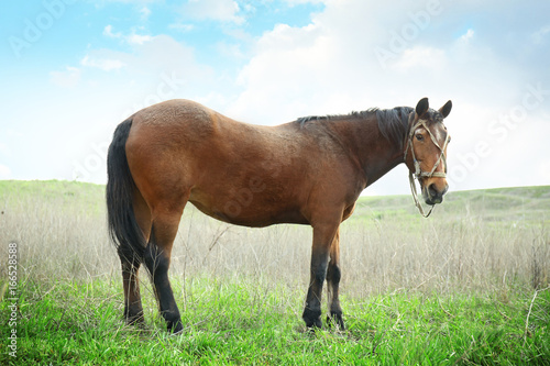 Beautiful horse gazing on field with green grass © Africa Studio