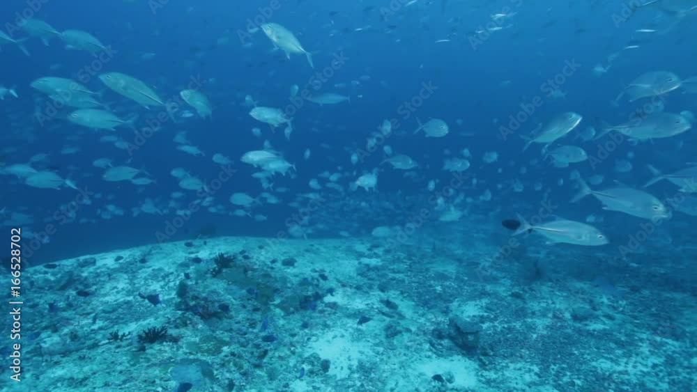 Schools of fish swim over Indian Ocean sea bed, POV Schools of fish swim over Indian Ocean sea bed, POV