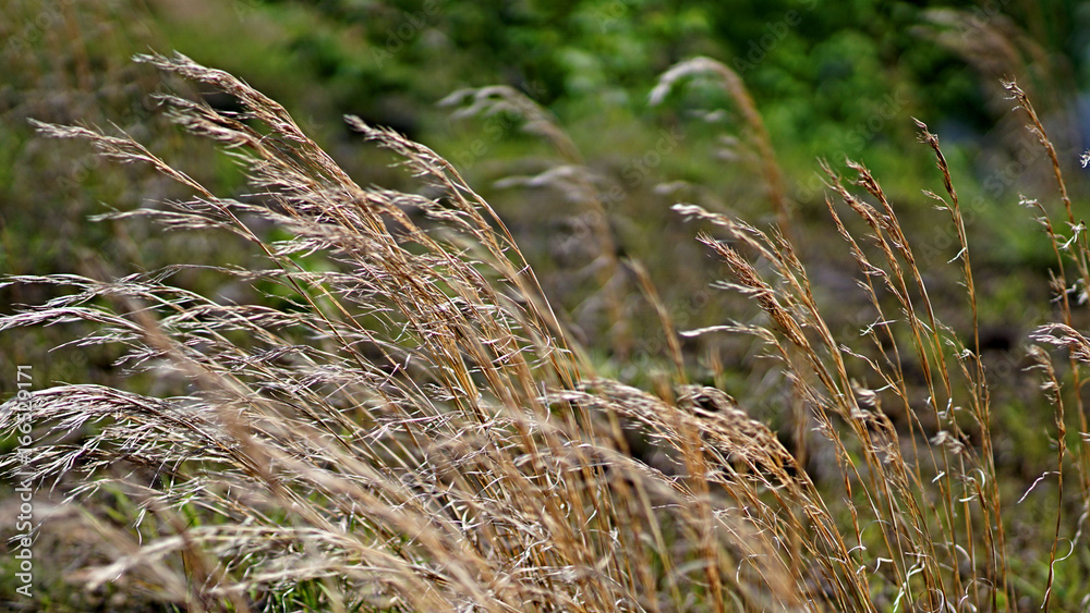 Fototapeta premium Windswept grass blowing in the wind