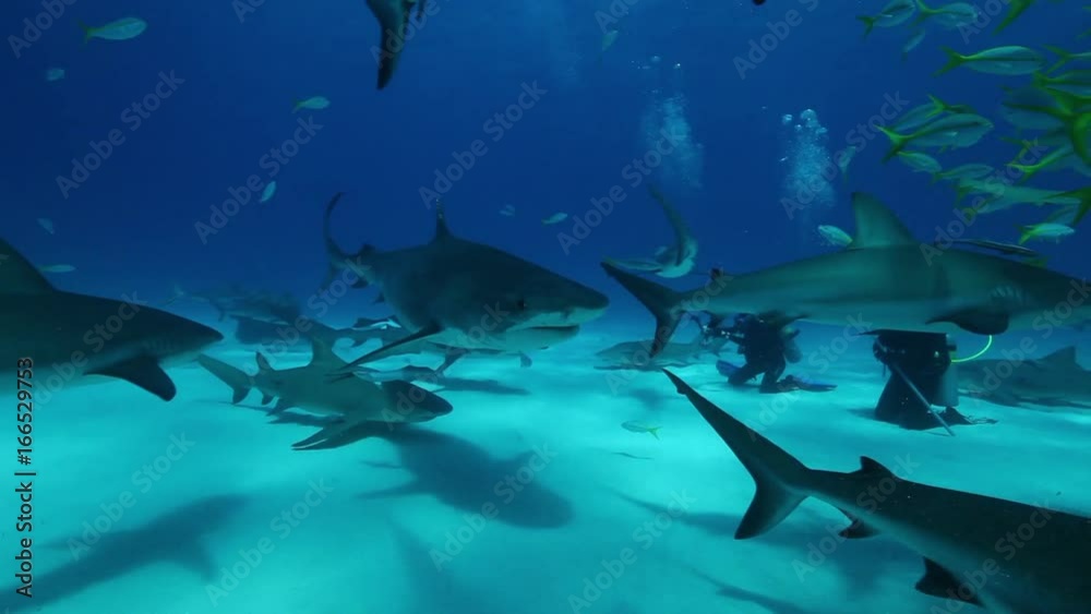 Scuba divers bait sharks in Tiger Beach, Bahamas Scuba divers bait sharks in Tiger Beach, Bahamas