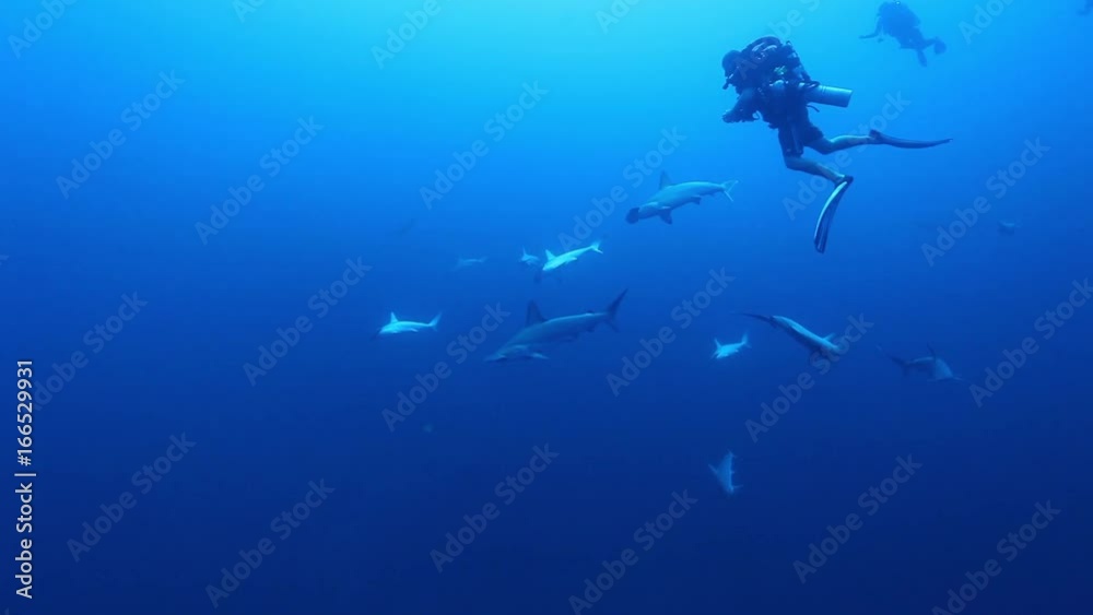 Scuba diver watches hammerhead sharks in Red Sea, POV Scuba diver watches hammerhead sharks in Red Sea, POV