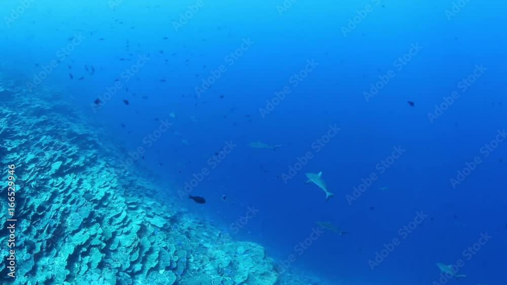 Sharks off the coast of French Polynesia, underwater POV Sharks off the coast of French Polynesia, underwater POV