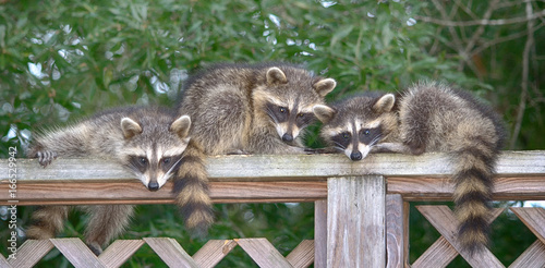 Slika na platnu Three baby Raccoons