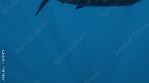 Sailfish chases school of small fish, underwater POV
