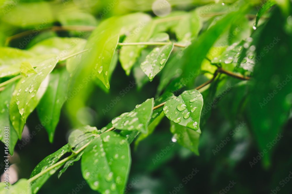 Drops of water on green wrightia religiosa leaves Drops of water on green wrightia religiosa leaves