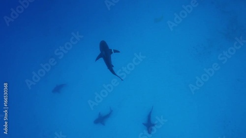 Overhead, bull sharks swim in Bahamas photo