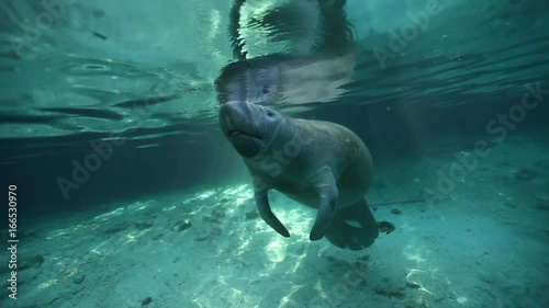 Tired manatee surfaces for air, Florida