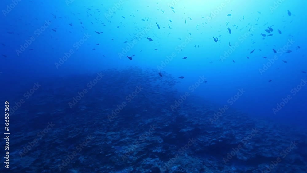 School of tropical fish in French Polynesia, POV School of tropical fish in French Polynesia, POV