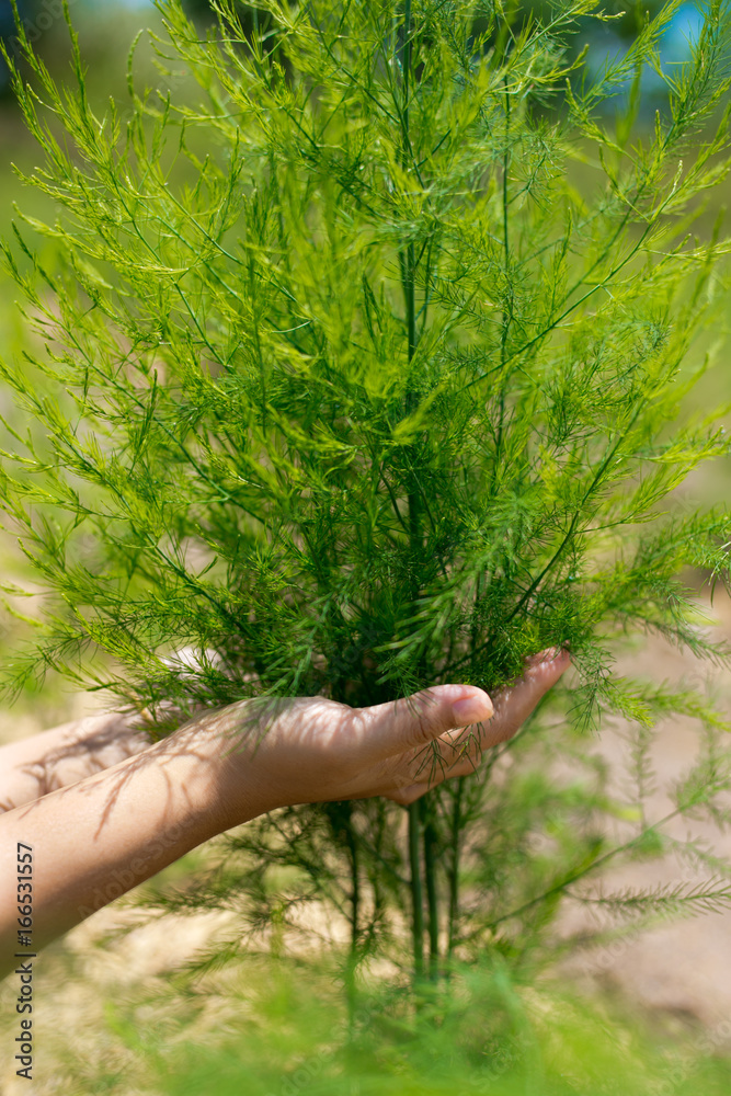 Hands holding young asparagus plant., green natural background.