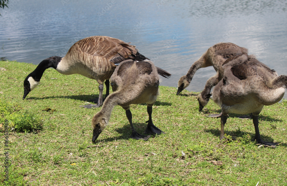 Canadian geese and little goslings of Kingston's lake Ontario Canadian geese and little goslings of Kingston's lake Ontario