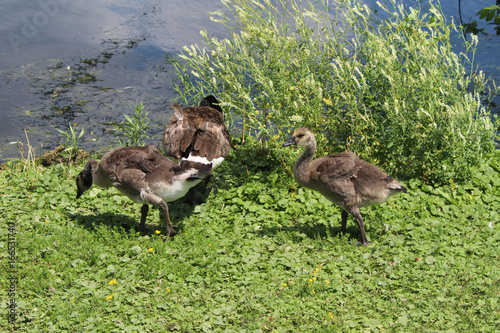 Canadian geese and little goslings of Kingston's lake Ontario 