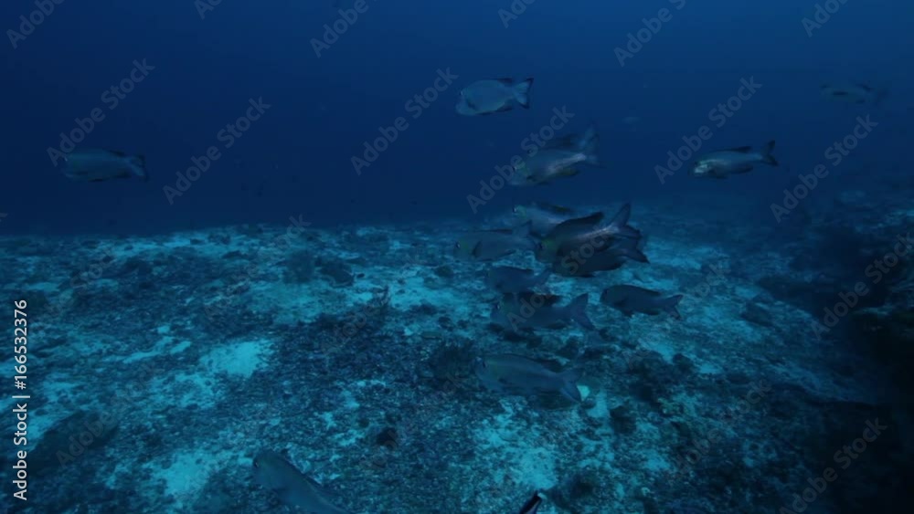 School of fish gather over sea bed, Maldives School of fish gather over sea bed, Maldives