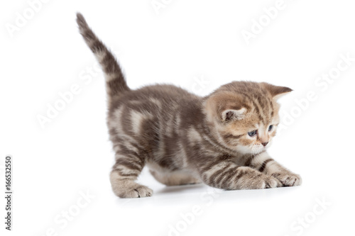 Young cat catching something isolated