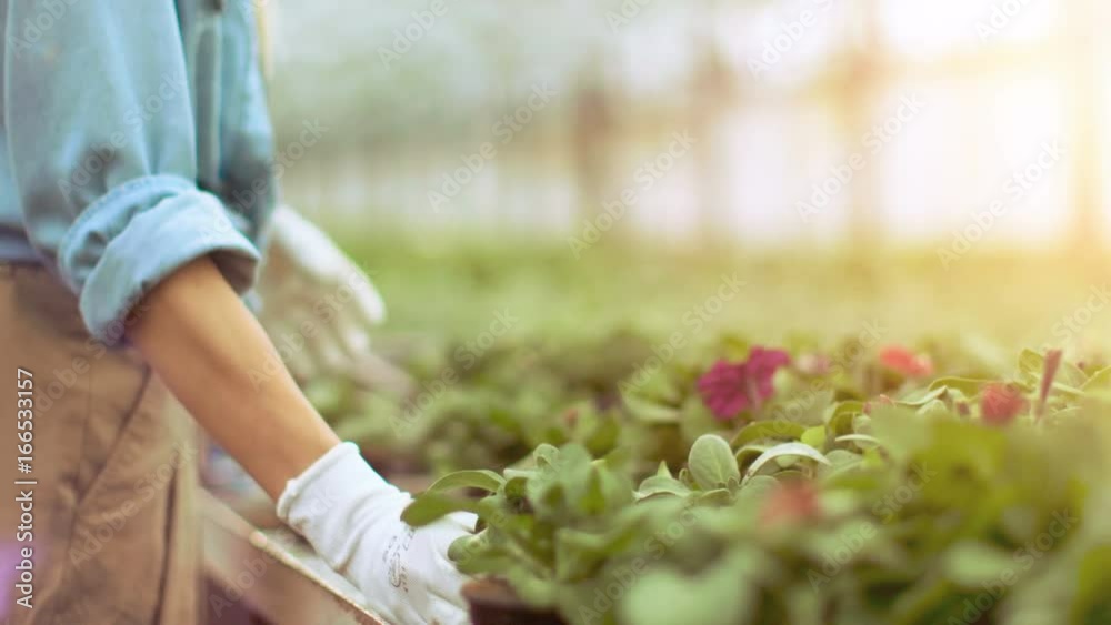 Happy Team of Gardeners and Farmers Arranging Flowerpots in a Sunny Industrial Greenhouse Happy Team of Gardeners and Farmers Arranging Flowerpots in a Sunny Industrial Greenhouse