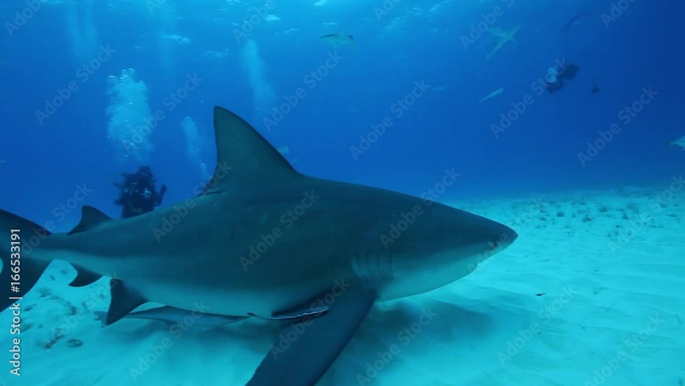 Scuba divers film bull shark underwater, POV Scuba divers film bull shark underwater, POV