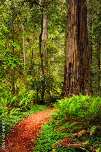 A trail through the Redwood forest in Jedediah Smith Redwood Sta