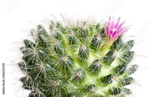 Macro cactus flower Mammillaria Bocasana isolated on white background
