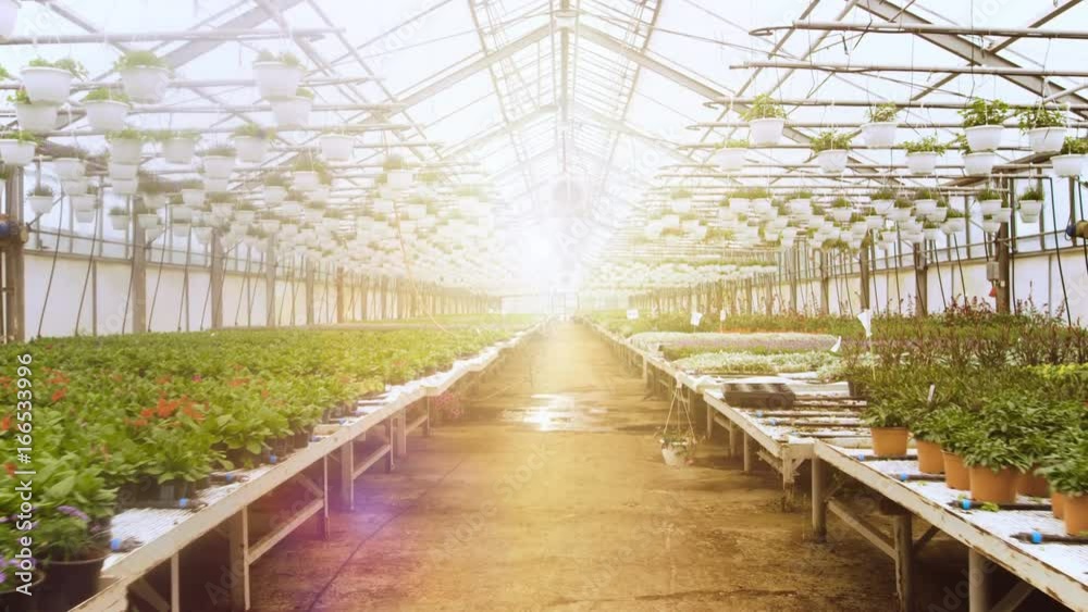 In the Sunny Industrial Greenhouse Camera Moves Through the Rows of Beautiful Flowers and Plants. Large Scale Growing Production. Shot on RED EPIC-W 8K Helium Cinema Camera. In the Sunny Industrial Greenhouse Camera Moves Through the Rows of Beautiful Flowers and Plants. Large Scale Growing Production. Shot on RED EPIC-W 8K Helium Cinema Camera.