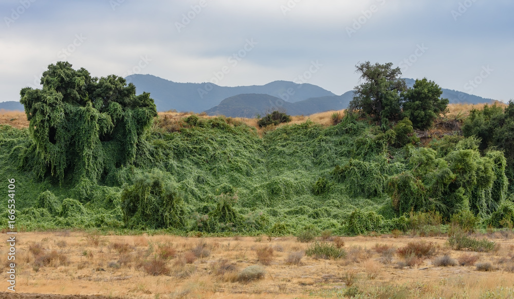 Invasive vines and plants take over hillside 