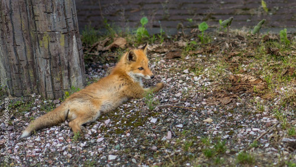 Fox On Ground